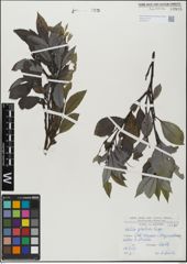 Foto von Salix glabra Scop.